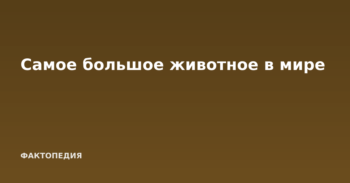 Самое большое животное в мире